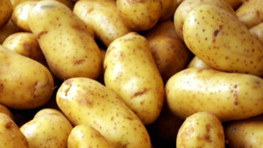 Gradnja najvećeg skladišta krumpira