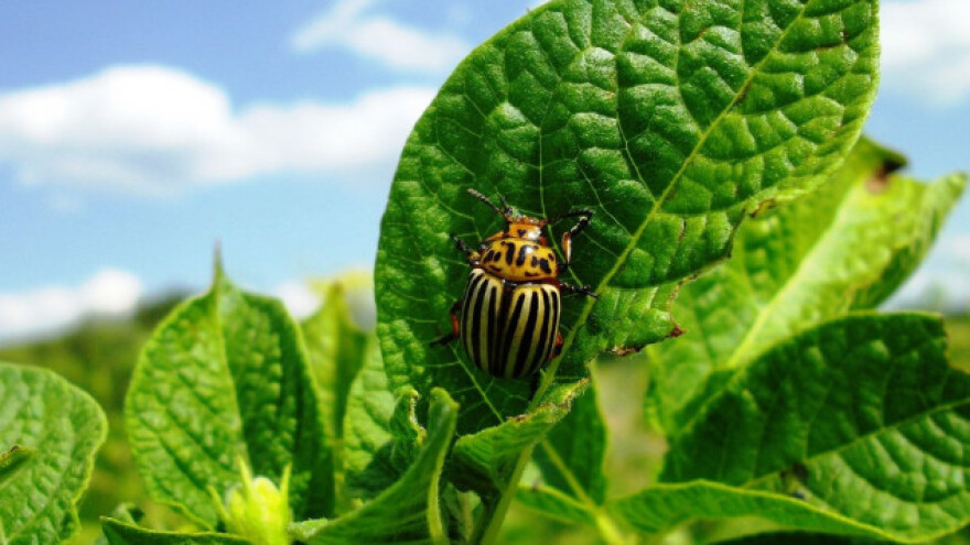 List krumpira - umjesto otpada čaroban lijek?