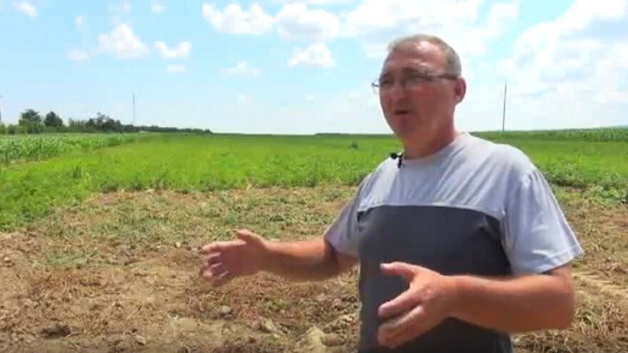 Krumpirova zlatica sve otpornija, traže jače sredstvo!