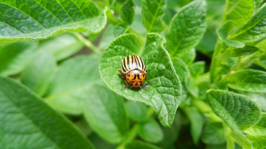 Uočena pojava bolesti krumpira i krumpirove zlatice