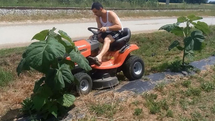 Uz uzgoj svinja i 350 sadnica paulovnije