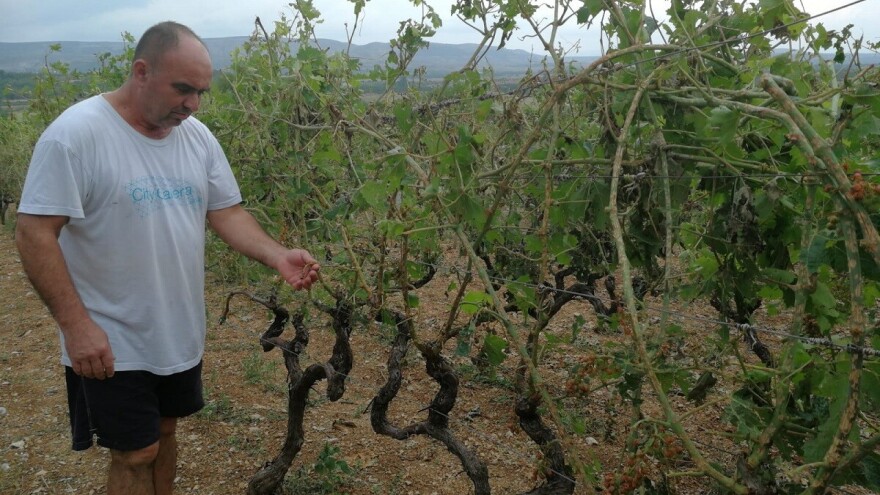 Tuča nošena orkanskim vjetrom otukla lišće, grožđe i peteljke!