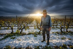 Krupa u Muću, Neoriću i Sutini stukla loze, krumpire, tikvice, pšenicu...
