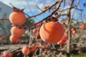 Kako ukloniti trpkost iz kaki jabuke?
