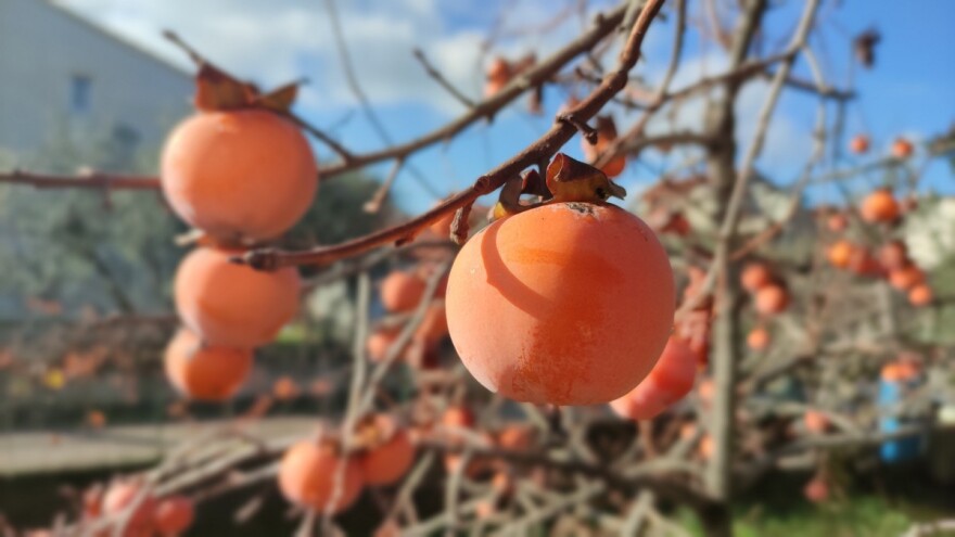 Kako ukloniti trpkost iz kaki jabuke?