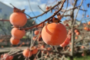 Kako ukloniti gorčinu iz kaki jabuke?