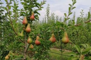 Rešenje za suzbijanje kruškine buve