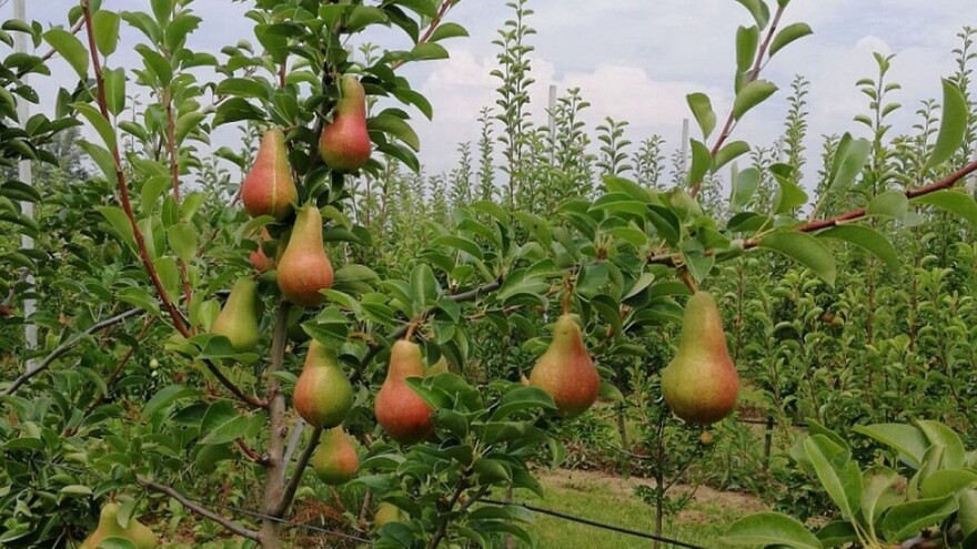 Rešenje za suzbijanje kruškine buve