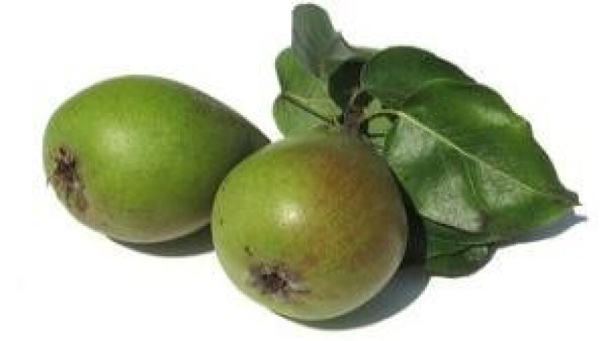 Mjere u zaštiti jabuke i kruške