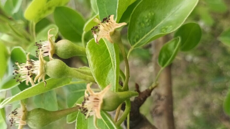 Kruškina buha i grinje napadaju kruške - ovako ih zaštitite