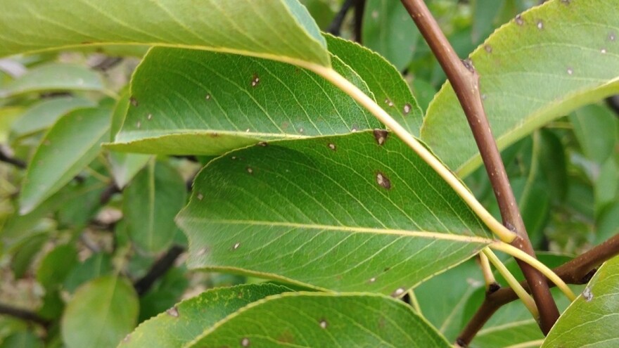 Pegavost lista kruške opasnost za rasadnike i male zasade