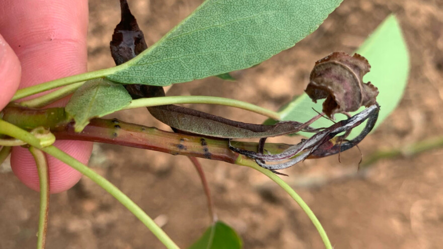 Mladi izdanci kruške se savijaju - šta je uzrok?
