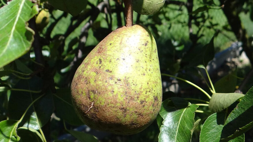 Kako se boriti protiv čađave krastavosti kruške u kišnoj godini?