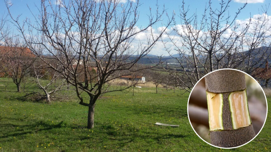 Zašto je dobro prstenovanje debla ili skeletnih grana kruške?