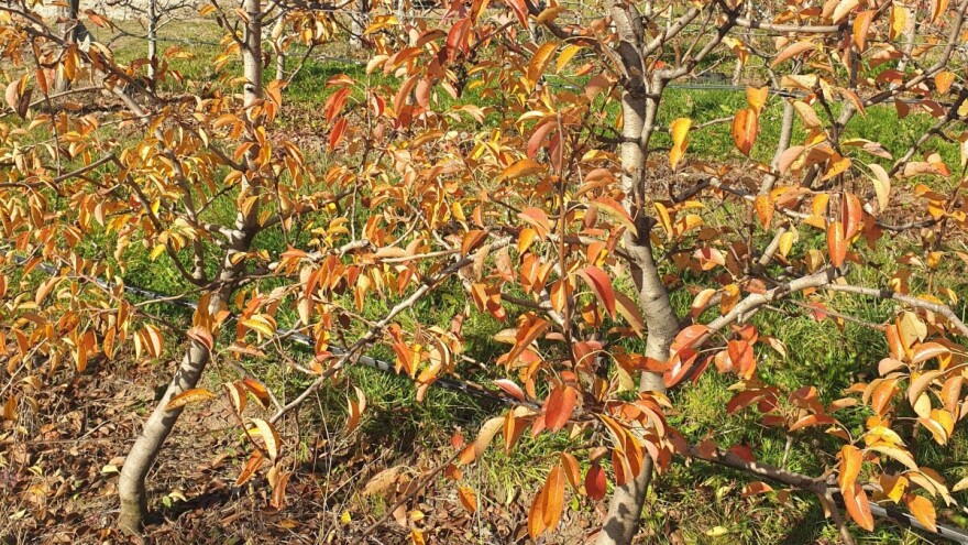 Koje tretmane sada primeniti u zasadima kruške?