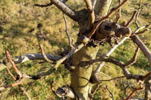 Zimska rezidba krušaka nije laka - obratite pažnju na detalje