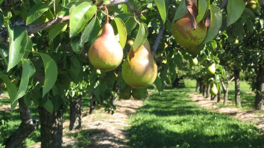 Kako formirati vitko vreteno kod kruške