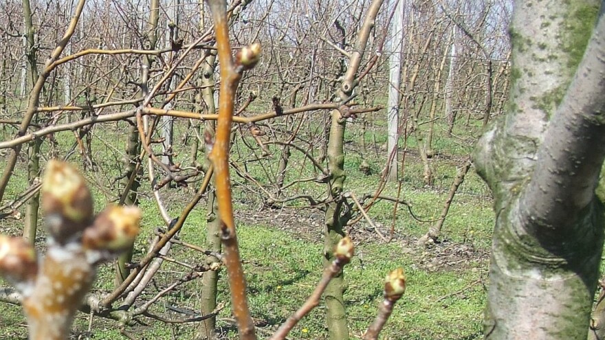 Kako formirati vitko vreteno kod kruške