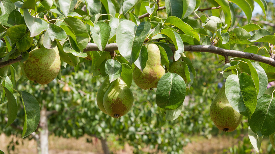 Kako uspješno suzbiti kruškinu buhu