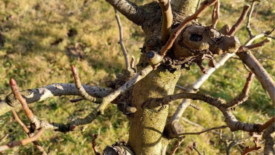 Zimska rezidba krušaka nije laka - obratite pažnju na detalje