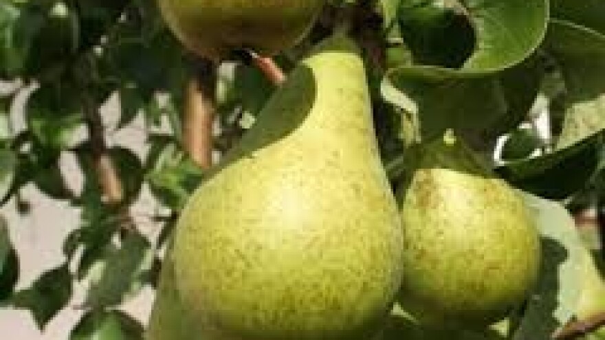 Zaštitite voćnjake od pepelnice