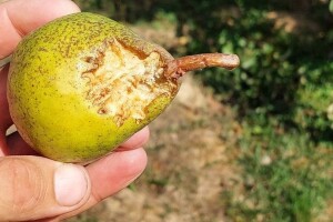 Voćna muha i ptice napadaju plodove krušaka, kako ih zaštititi?