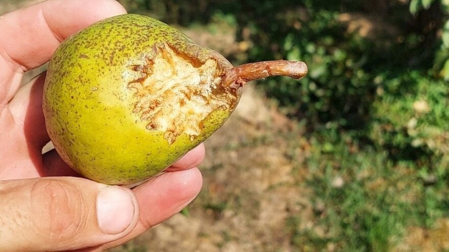 Voćna muha i ptice napadaju plodove krušaka, kako ih zaštititi?