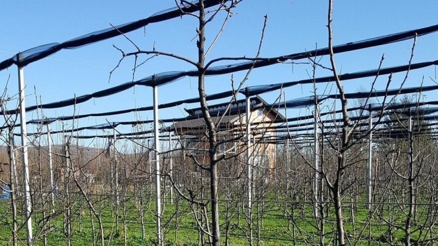 Kako regulirati rodnost kruške?