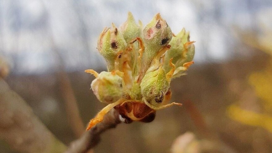 Vrijeme je za preventivne tretmane protiv prouzrokovača infekcija, pazite i na pčele