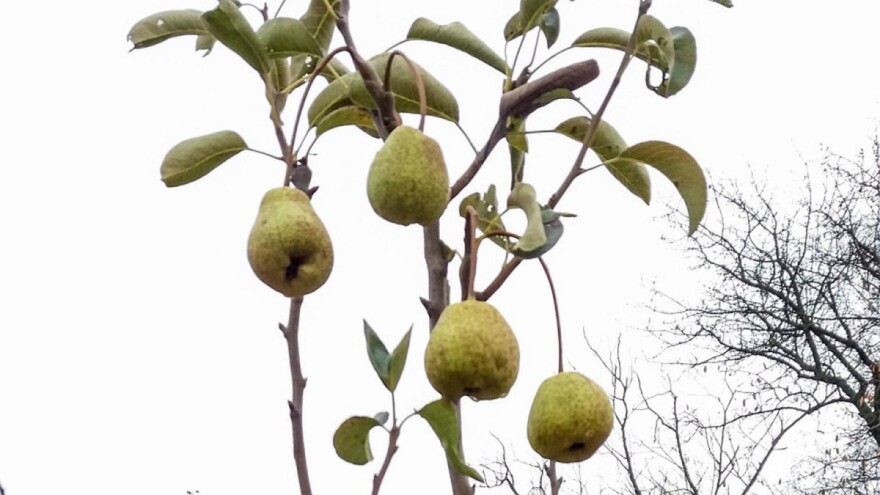 Nevrijeme uništilo voće, uzgajivači se neće oporaviti ni za tri godine?!