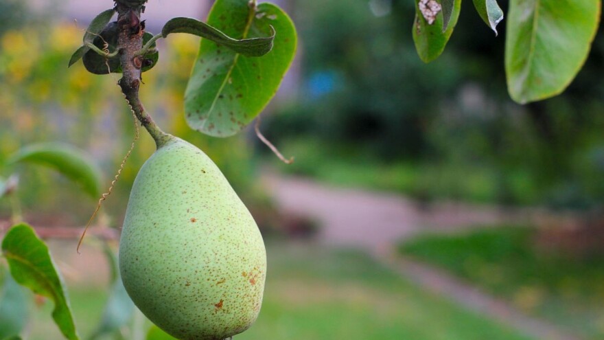 Čudo prirode: Divlja kruška kod Svilojeva stara oko tri veka