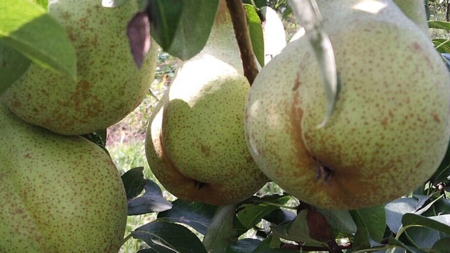 Abate Fetel - nepravedno zapostavljena sorta kruške