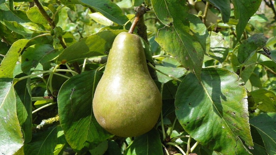 Sremci u kruškama prepoznali priliku za profit