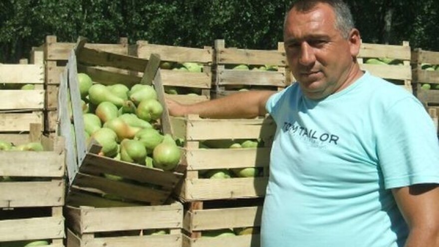 Kruška ove godine dobro rodila!