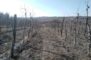 Kada i čime tretirati voćke u periodu mirovanja?