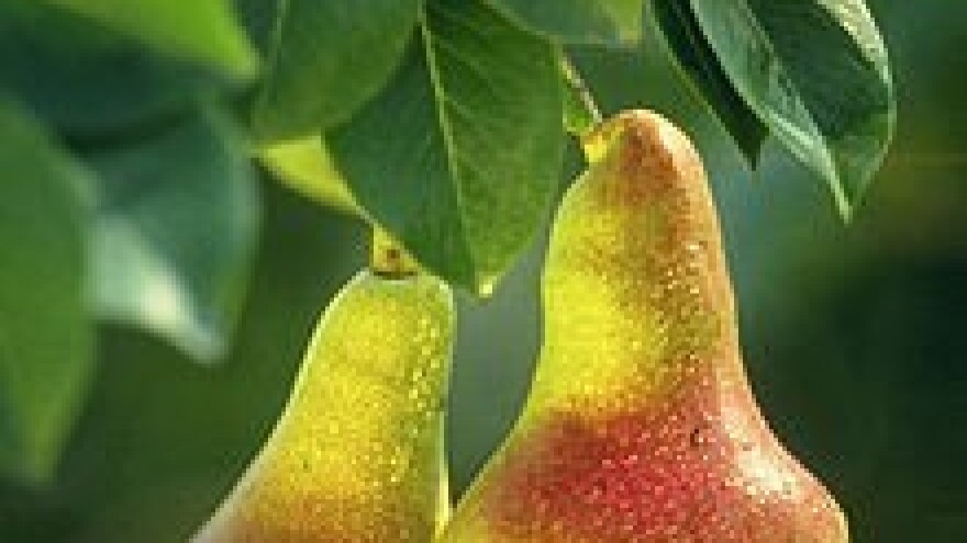 Zaštitite kruške i jabuke od mrljavosti lista i krastavosti ploda