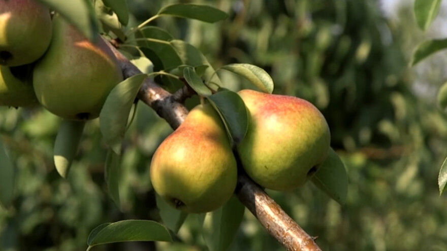Proizvodnja krušaka u Neštinu