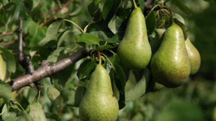 U Komiži niču masline, voćke i loza