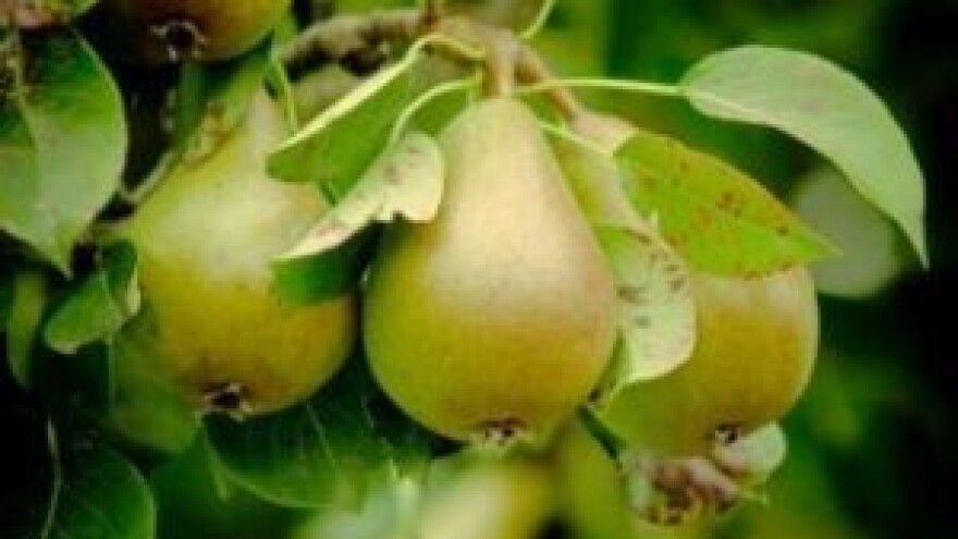 OPG-u gotovo milijun kuna za jabuke i kruške