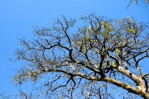 Preventivne mjere u zaštiti kruške i jabuke
