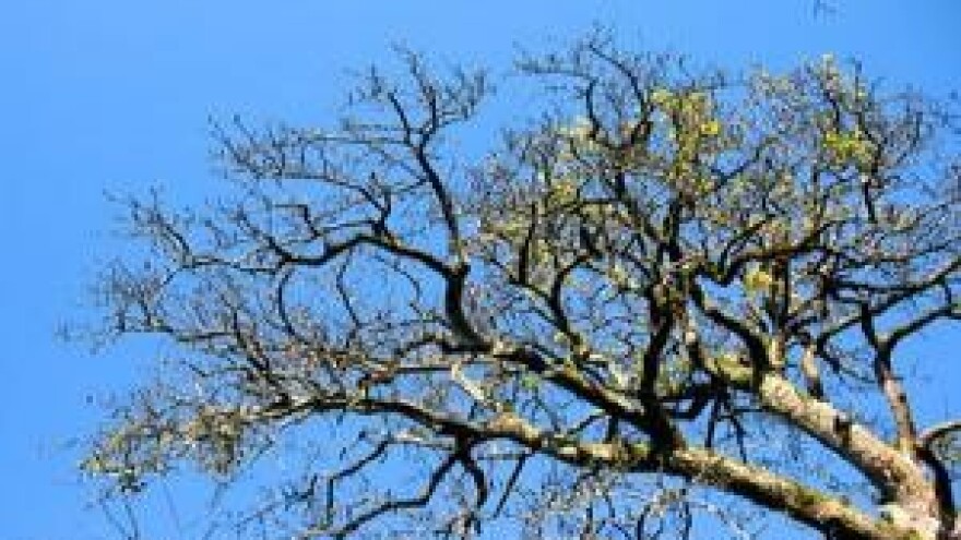 Preventivne mjere u zaštiti kruške i jabuke