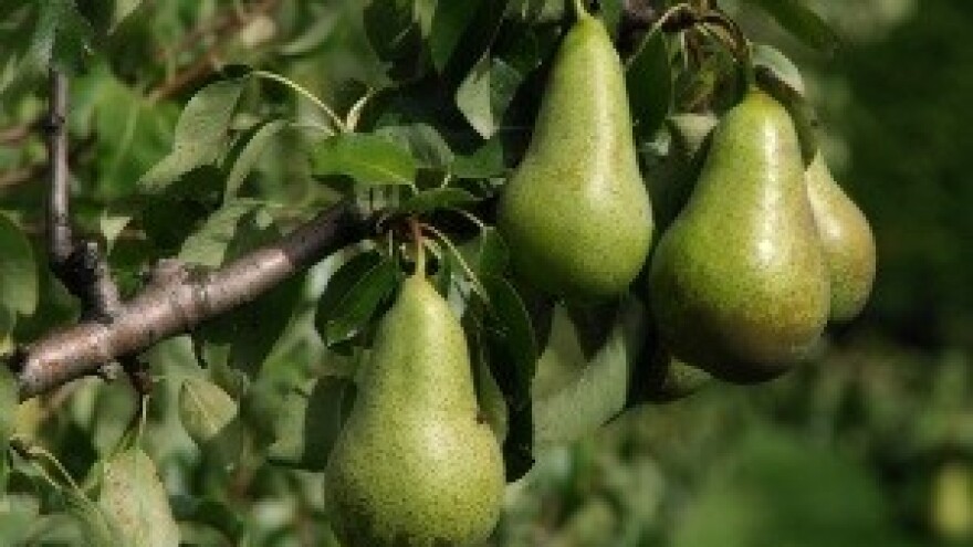 Korekcija rezidbe i formiranje uzgojnog oblika mladih voćaka (I dio)