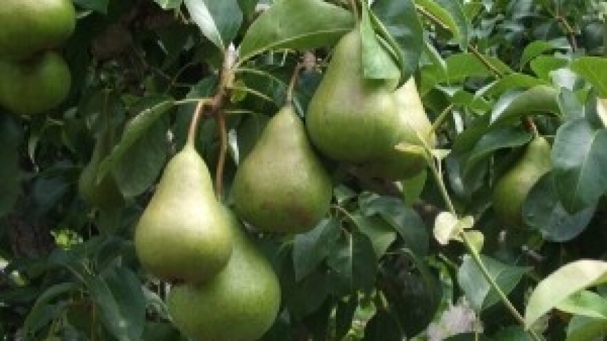 Suzbijanje grinja na voću i povrću