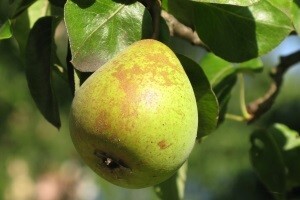 Pripreme za proizvodnju rakije viljamovke