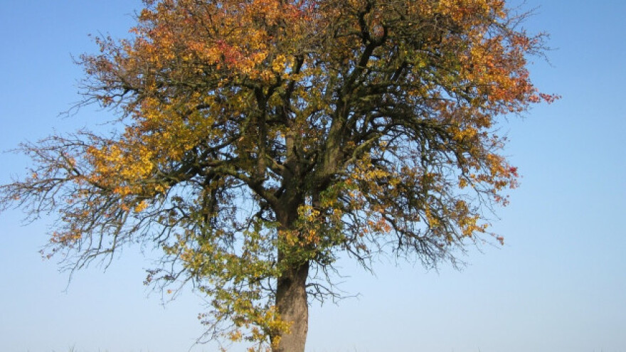 Najstariju krušku u RH posadili za vrijeme Turaka