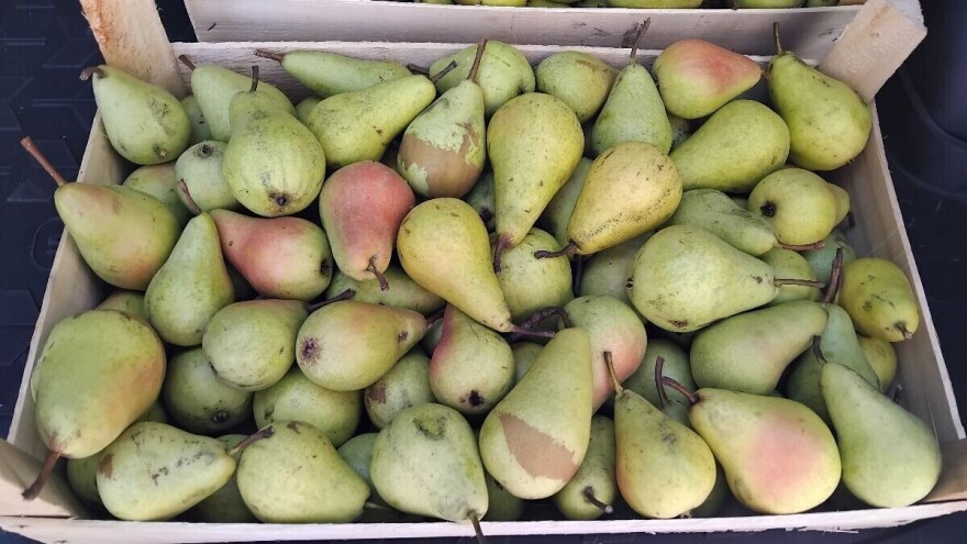 Voćari predlažu podizanje novih zasada krušaka: Fali je na tržištu, cijena dobra