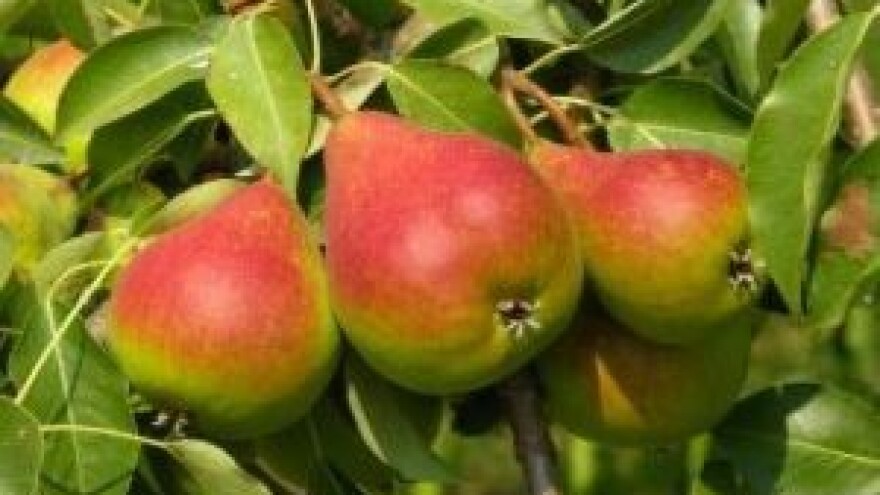 Milijun kuna iz IPARD-a za voćarstvo