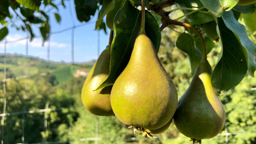 Kako smanjiti upotrebu insekticida na kruškama? Kaolinskom glinom