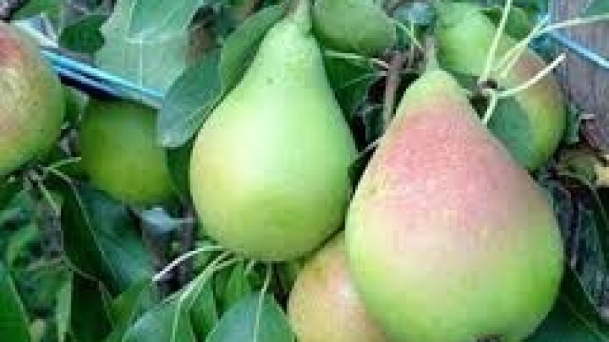 Zaštita nasada jezgričavoga voća