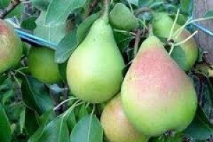 Zaštita krušaka i jabuka
